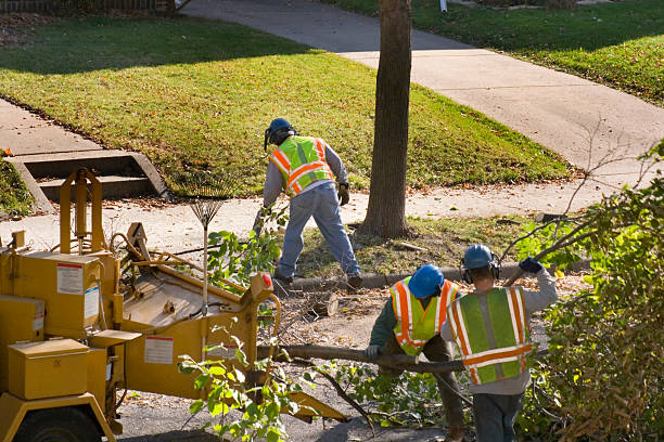 Best Stump Grinding Near Me  in Muscoy, CA